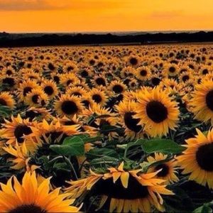 Meet your Posher, Sophia